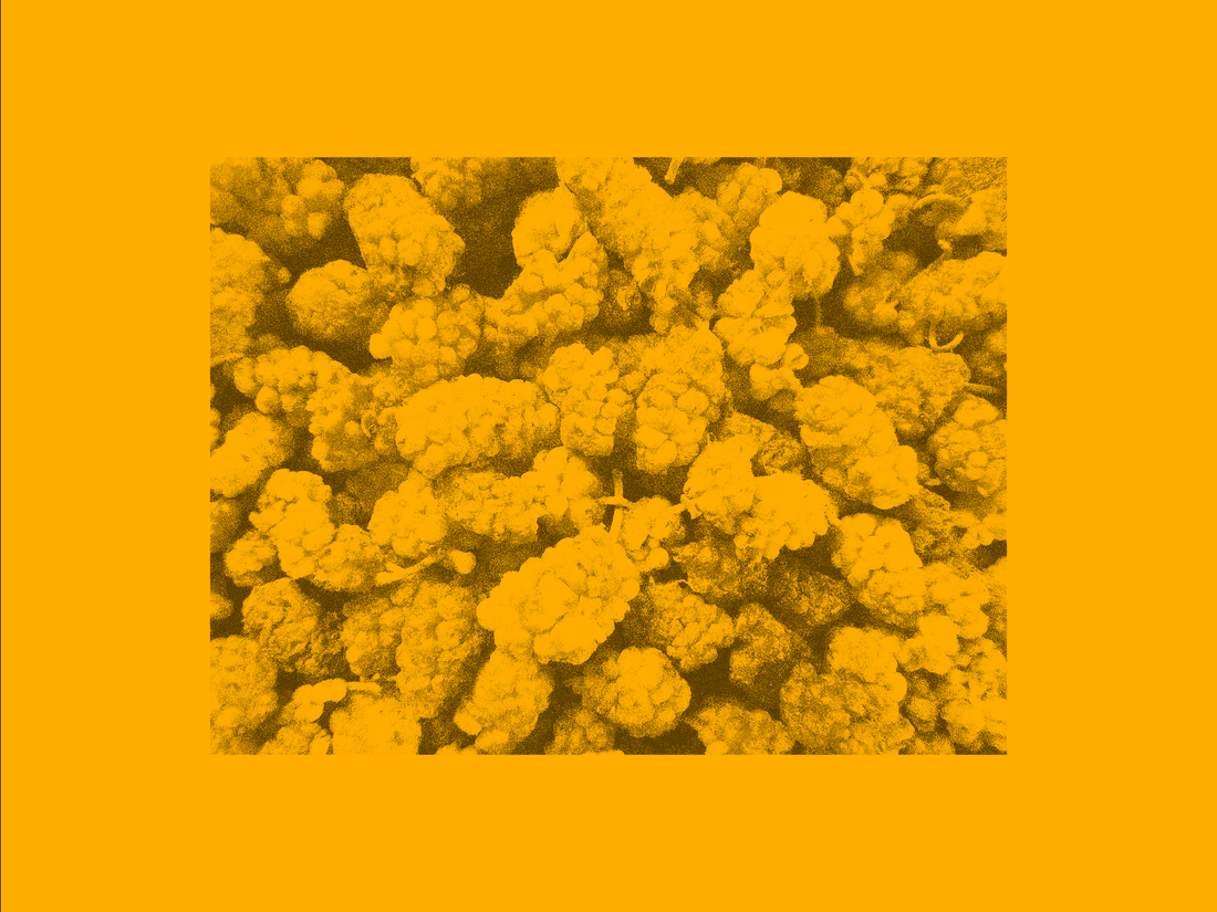 White mulberry leaf extract Reducose for blood sugar management