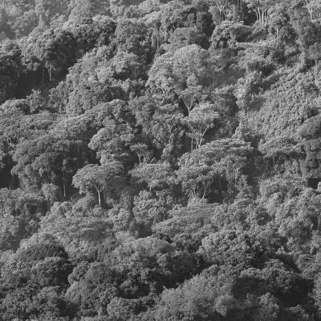 Person practicing tree meditation in nature for grounding and inner peace
