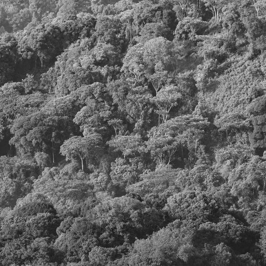 Person practicing tree meditation in nature for grounding and inner peace