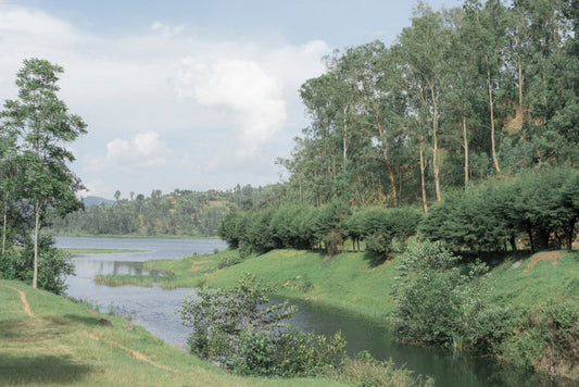Person in nature experiencing healing benefits of forest bathing